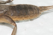 Neocurtilla
