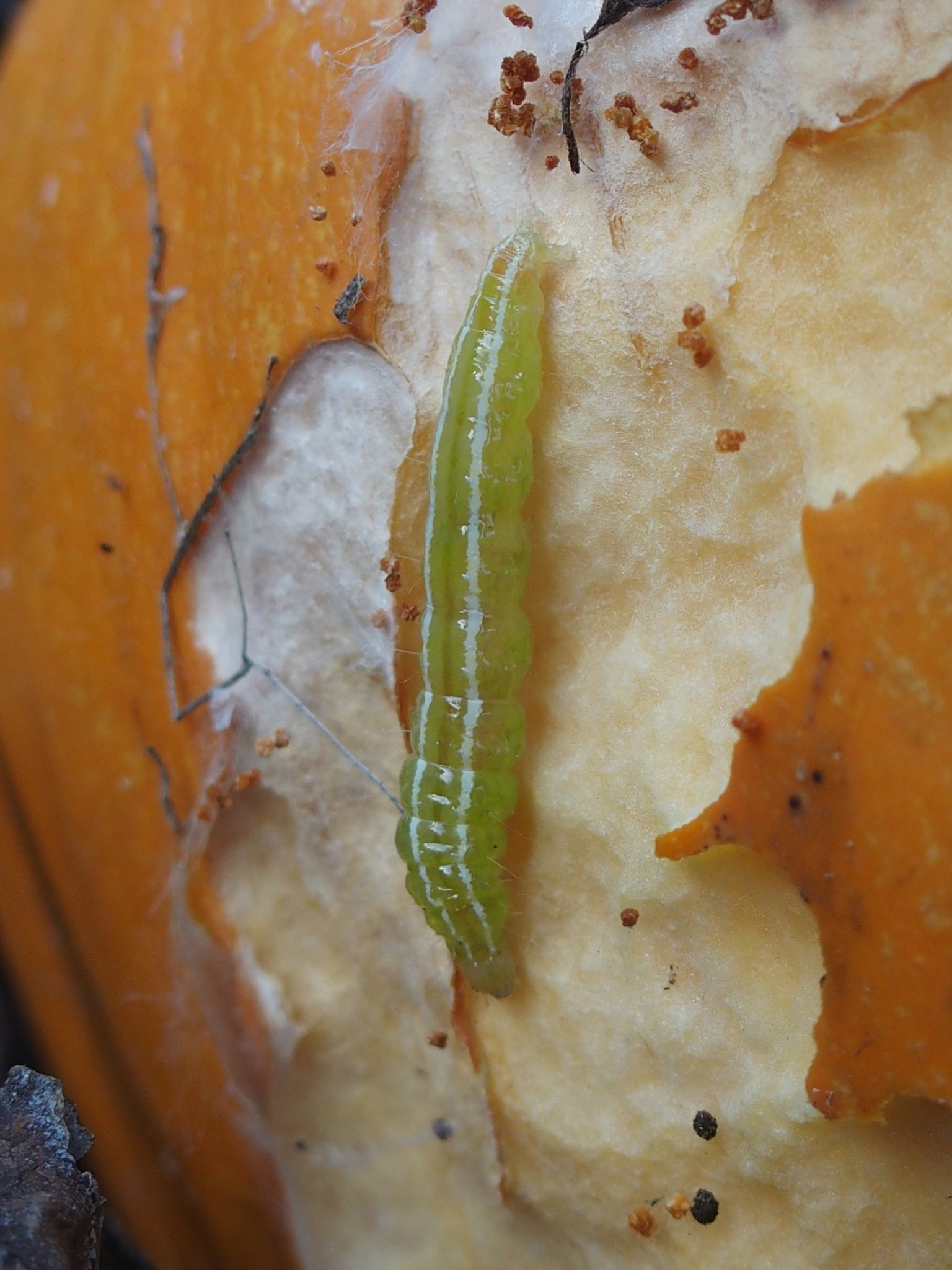 Diaphania hyalinata