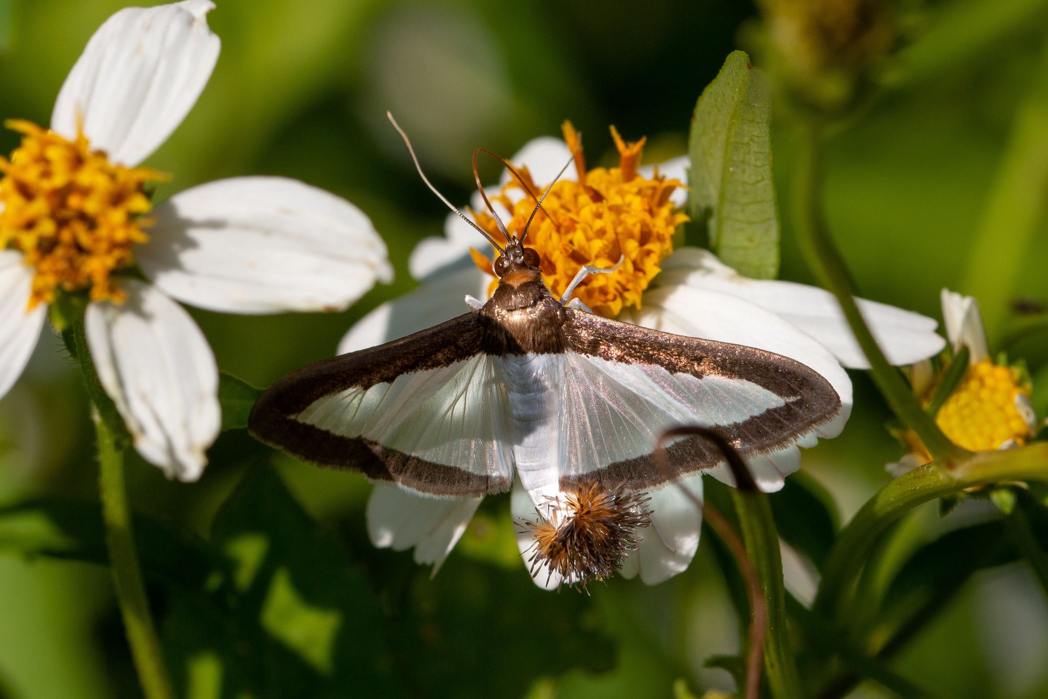 Diaphania hyalinata