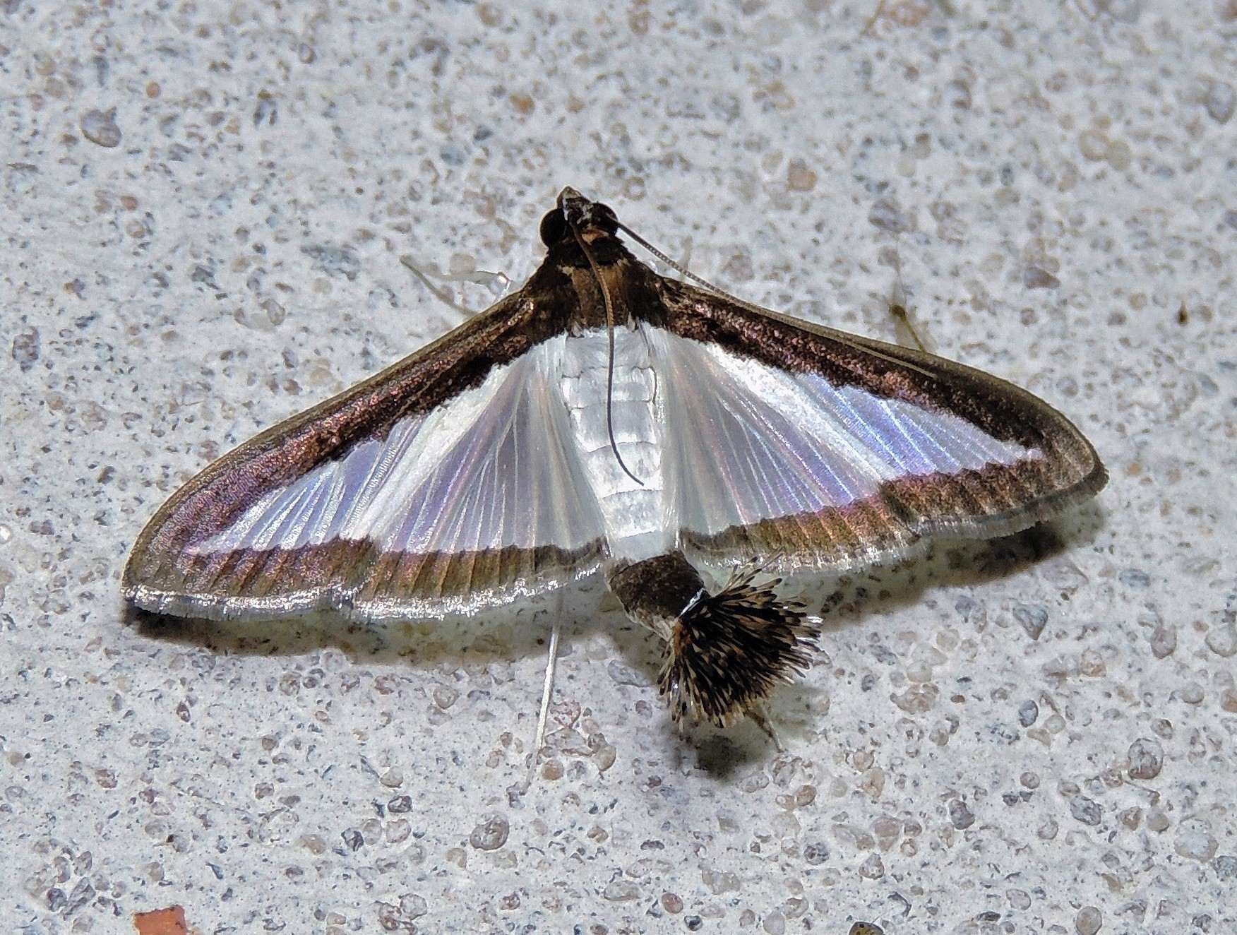 Diaphania hyalinata