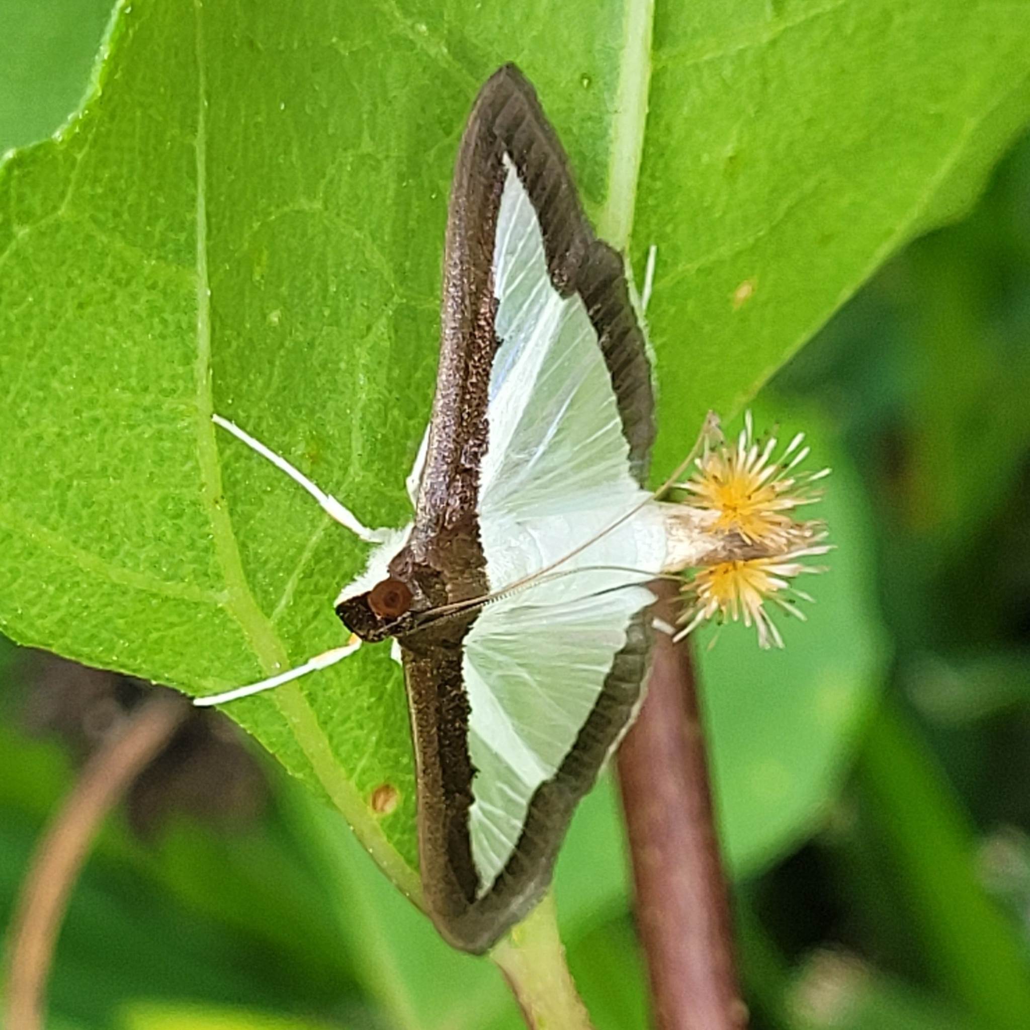 Diaphania hyalinata