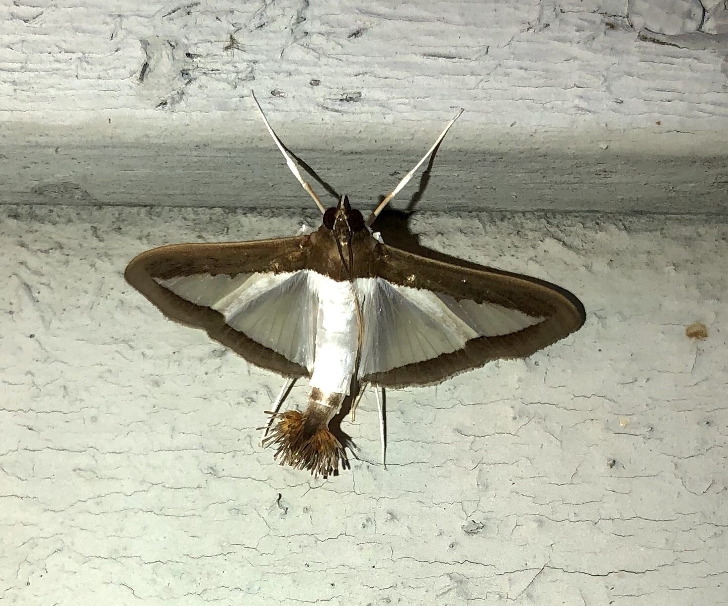Diaphania hyalinata