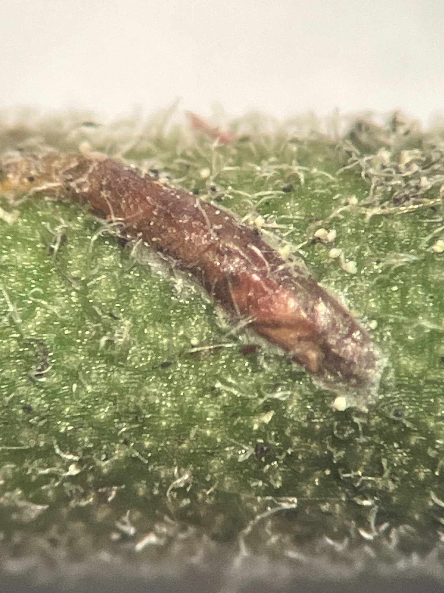 Velataspis