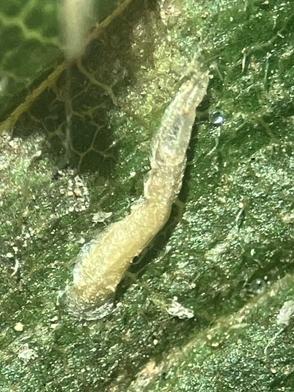 Velataspis
