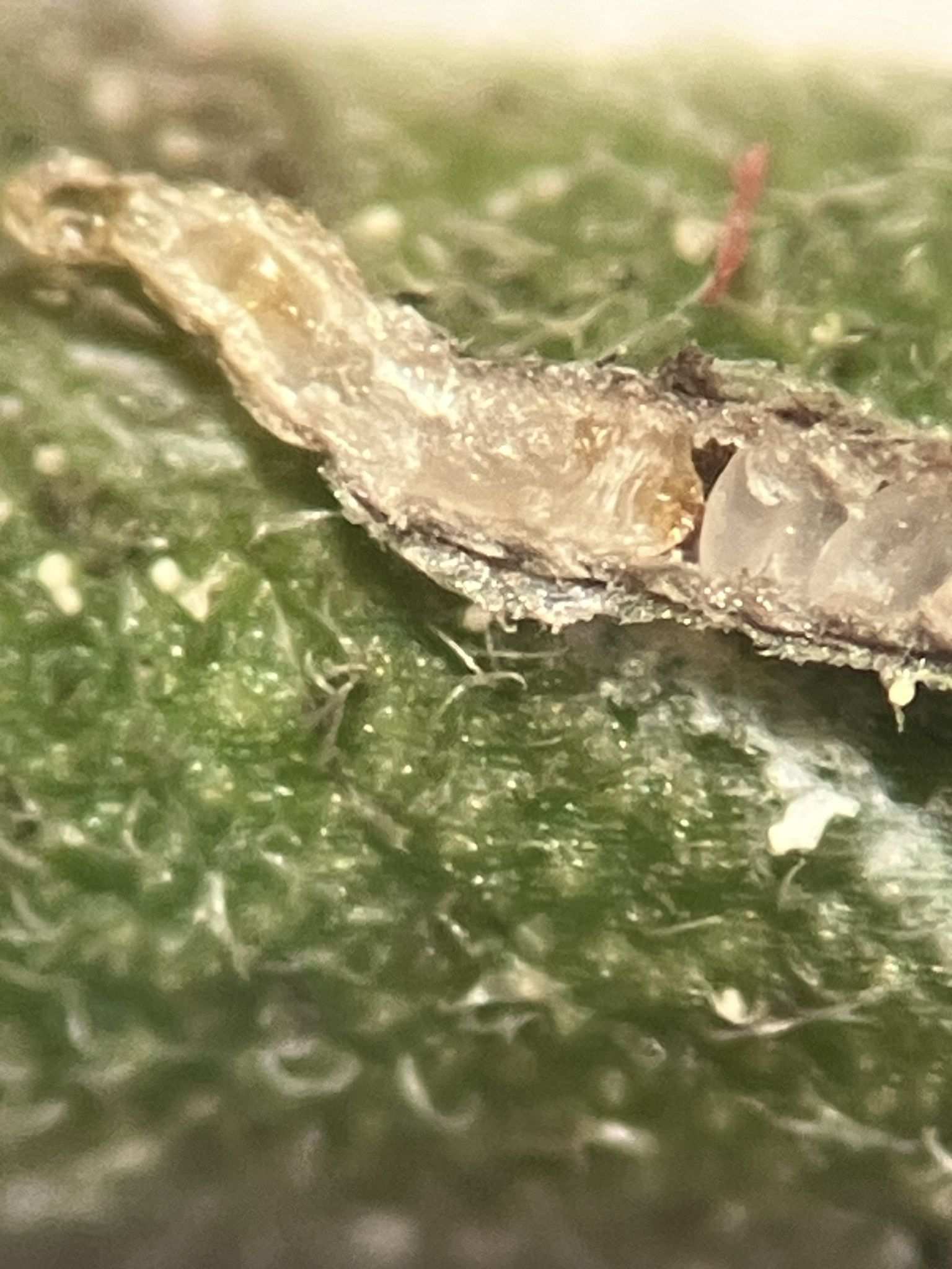 Velataspis