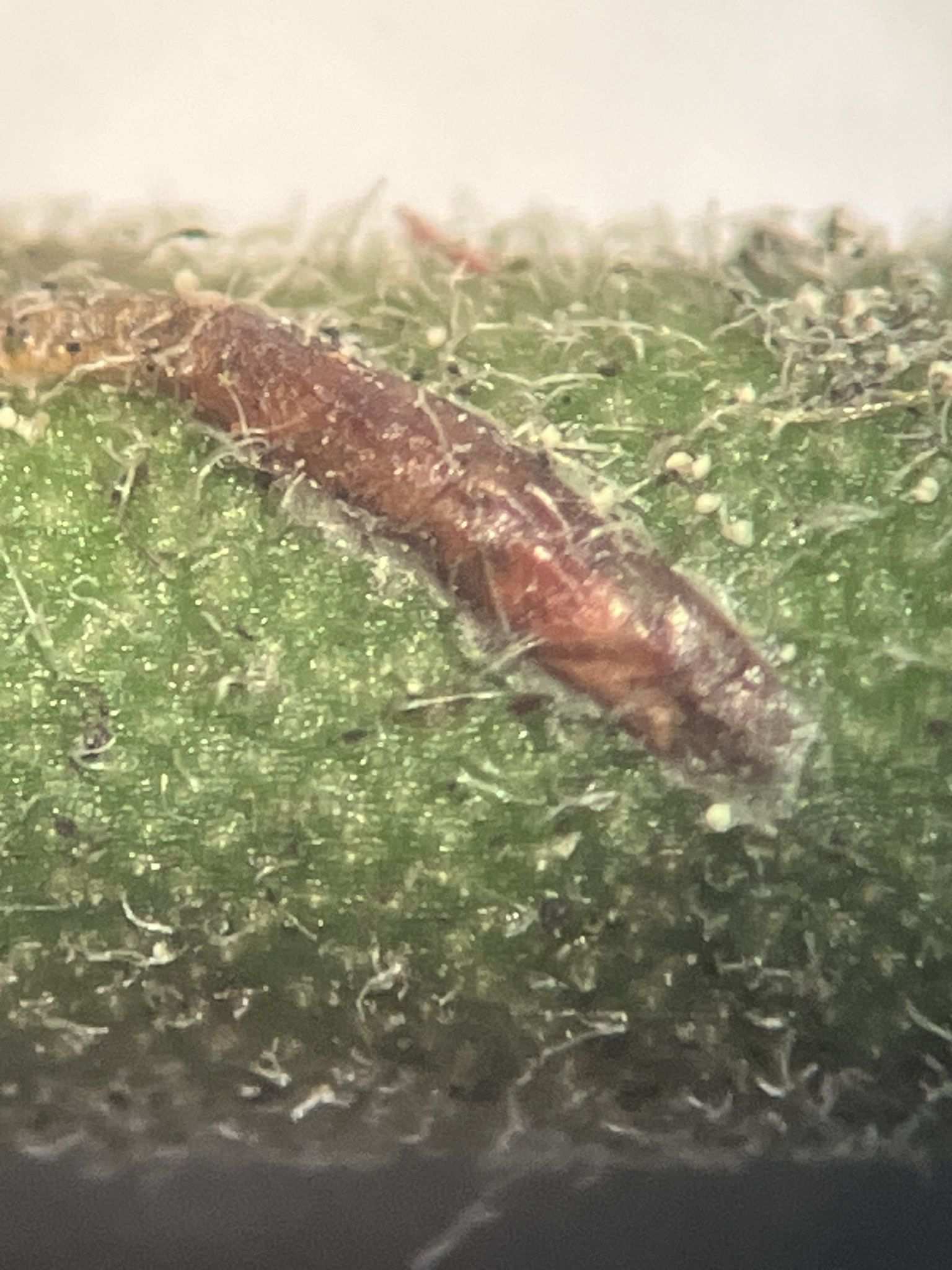 Velataspis