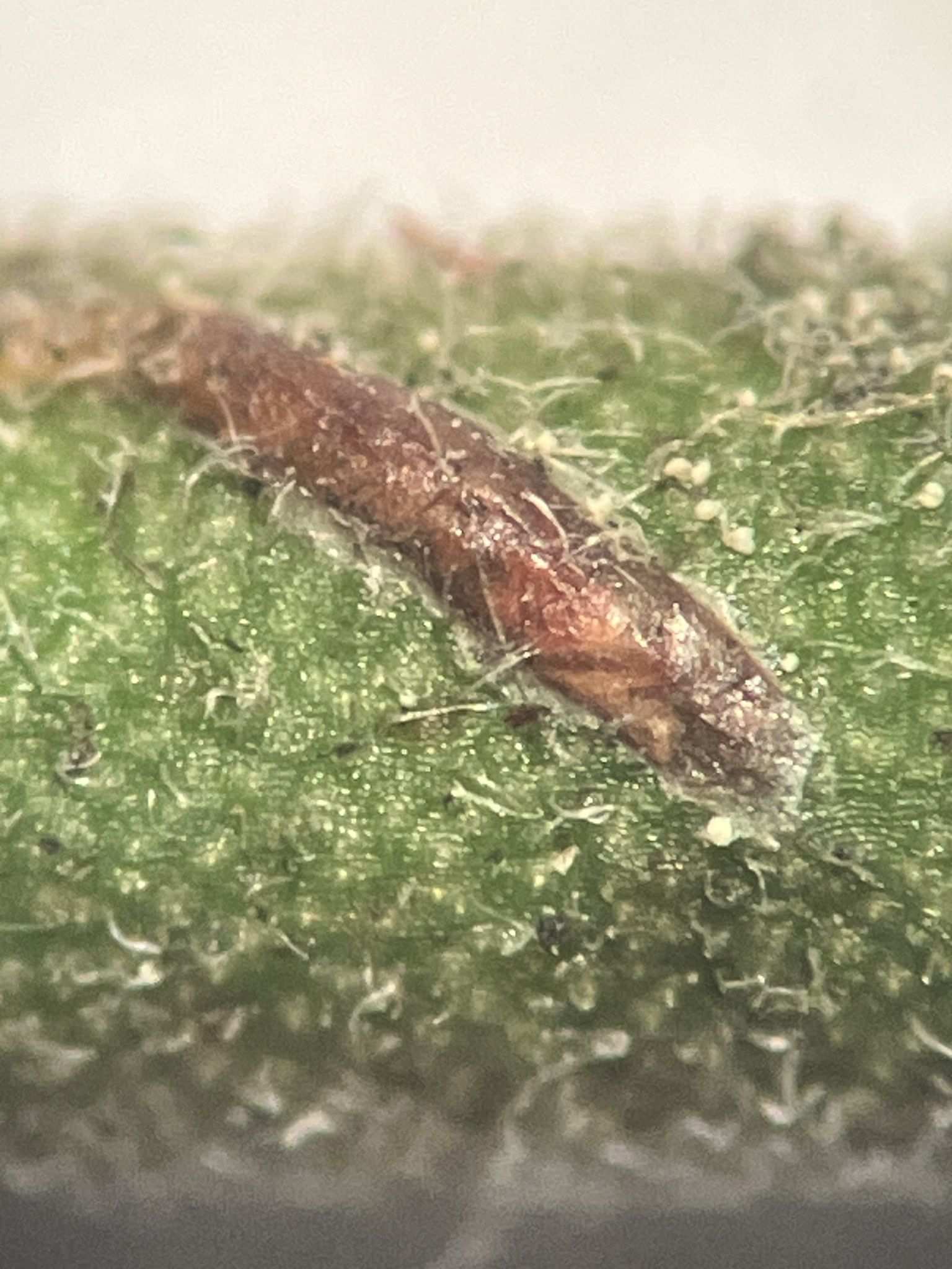 Velataspis