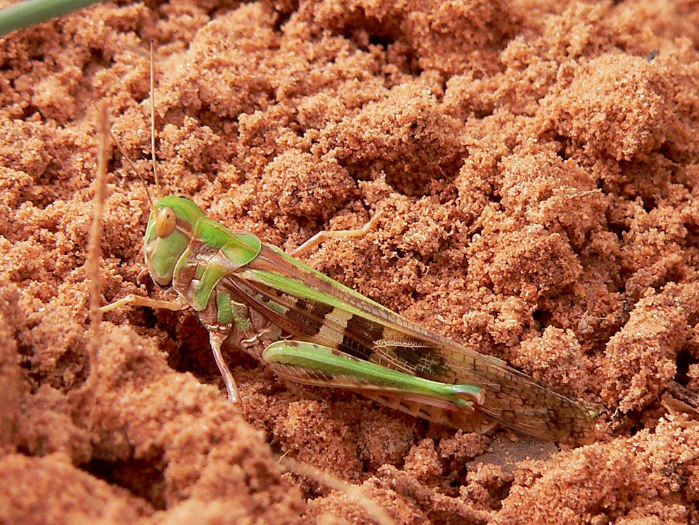 Oedaleus senegalensis