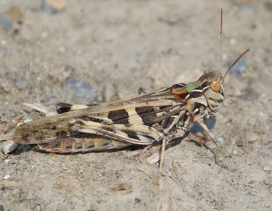 Oedaleus senegalensis