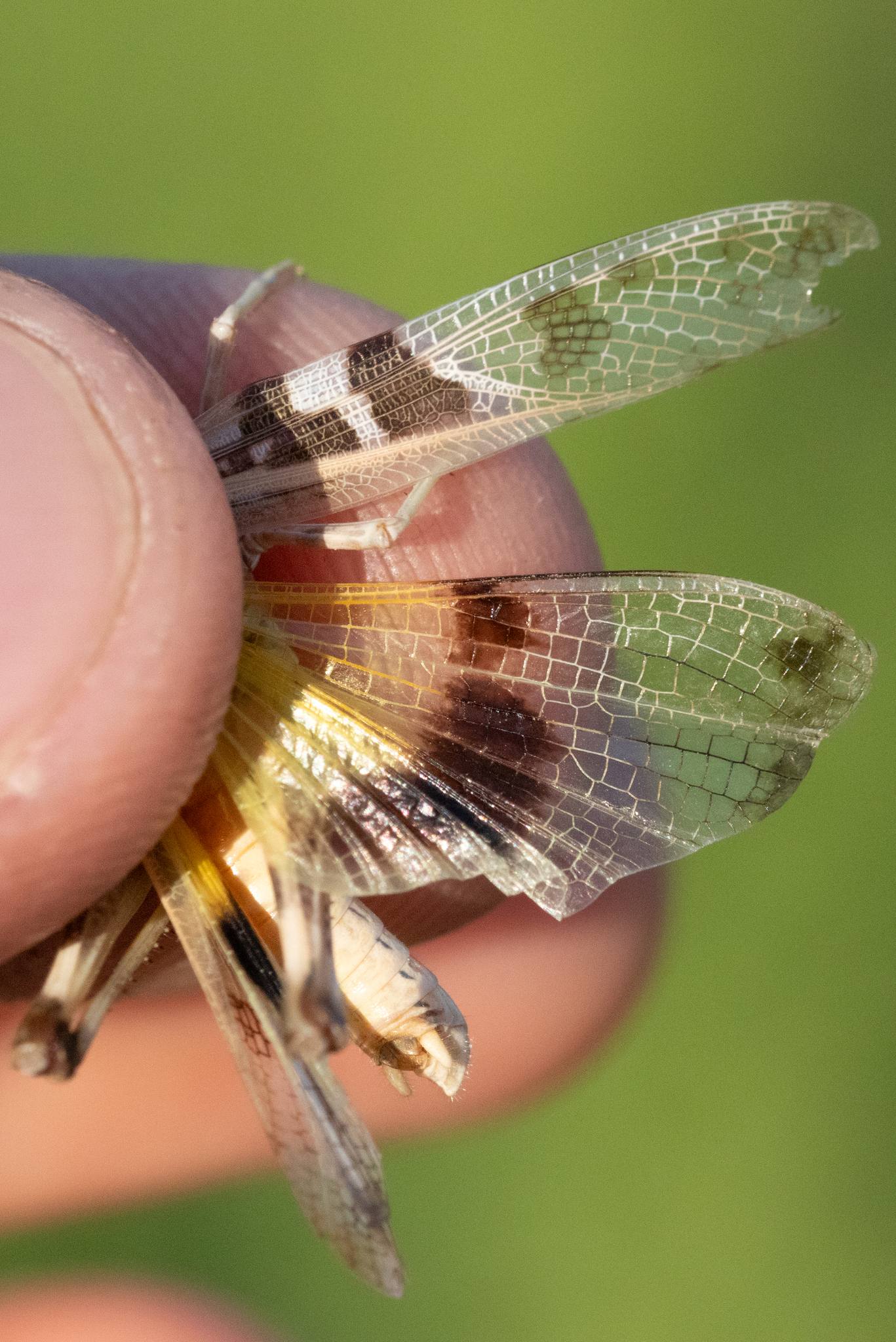 Oedaleus senegalensis