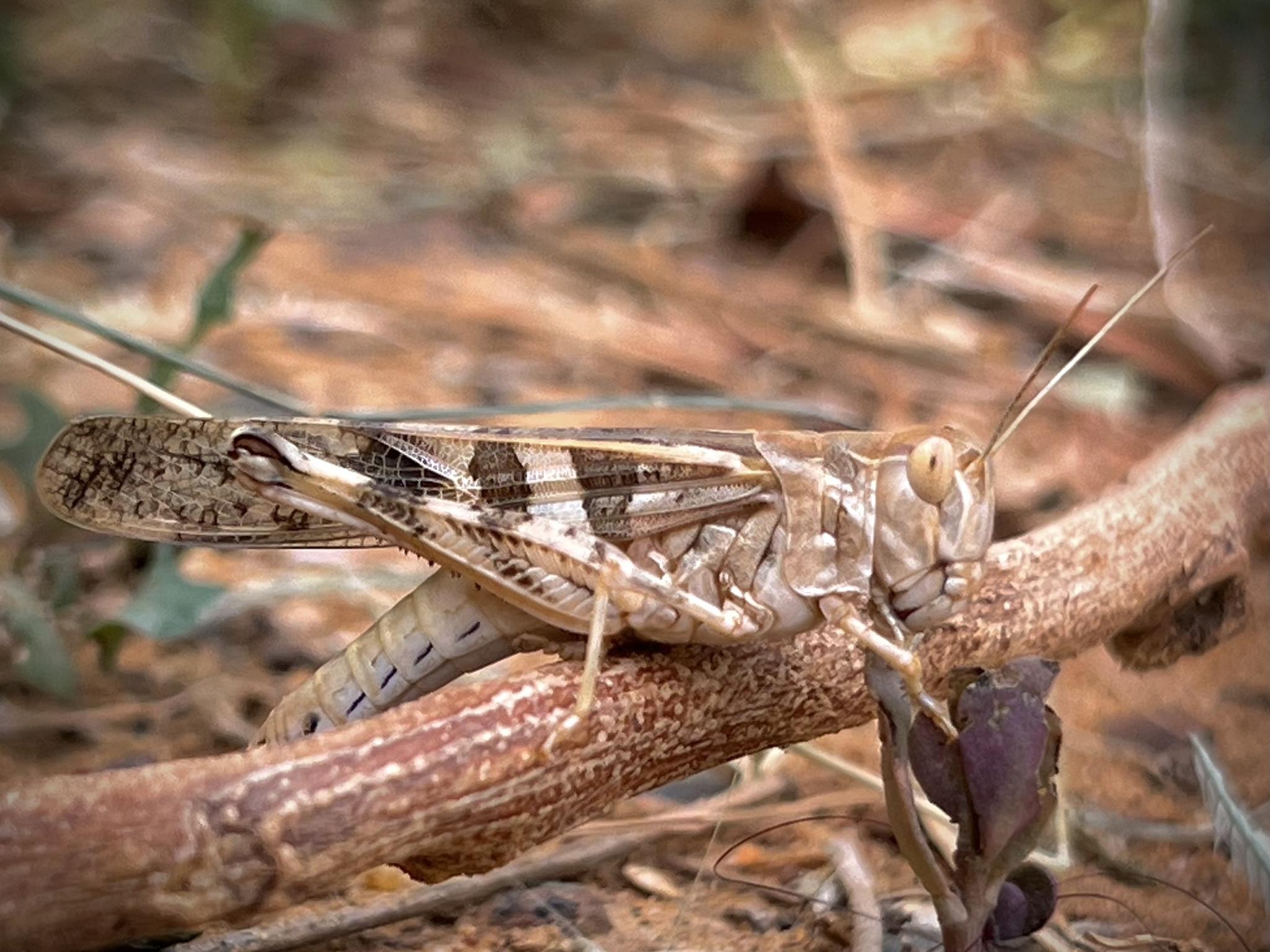 Oedaleus senegalensis