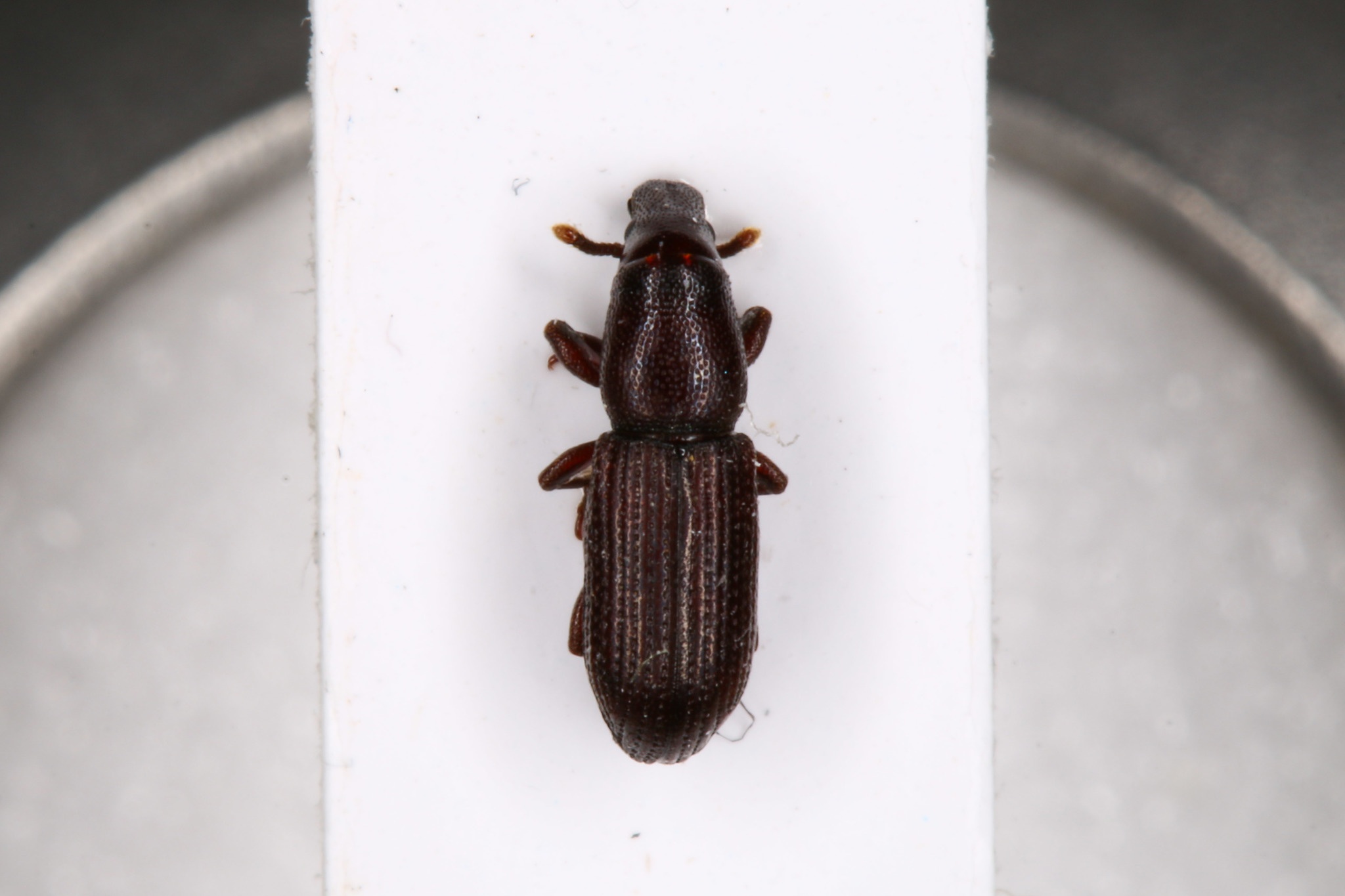 Rhyncolus
