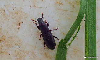 Rhyncolus