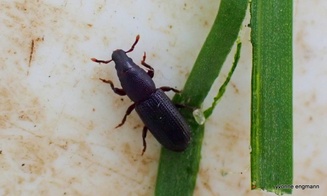 Rhyncolus