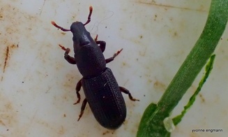 Rhyncolus