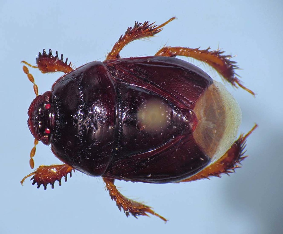 Cyrtomenus