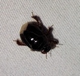 Cyrtomenus