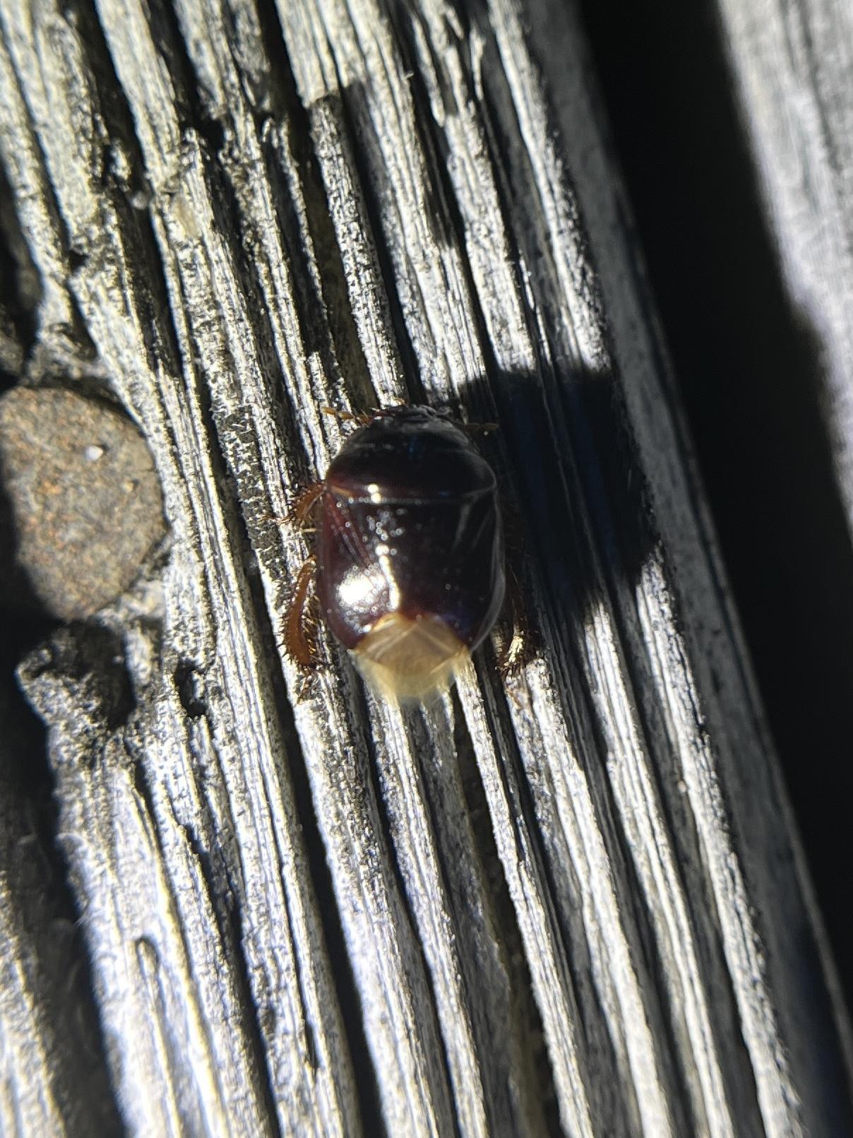 Cyrtomenus