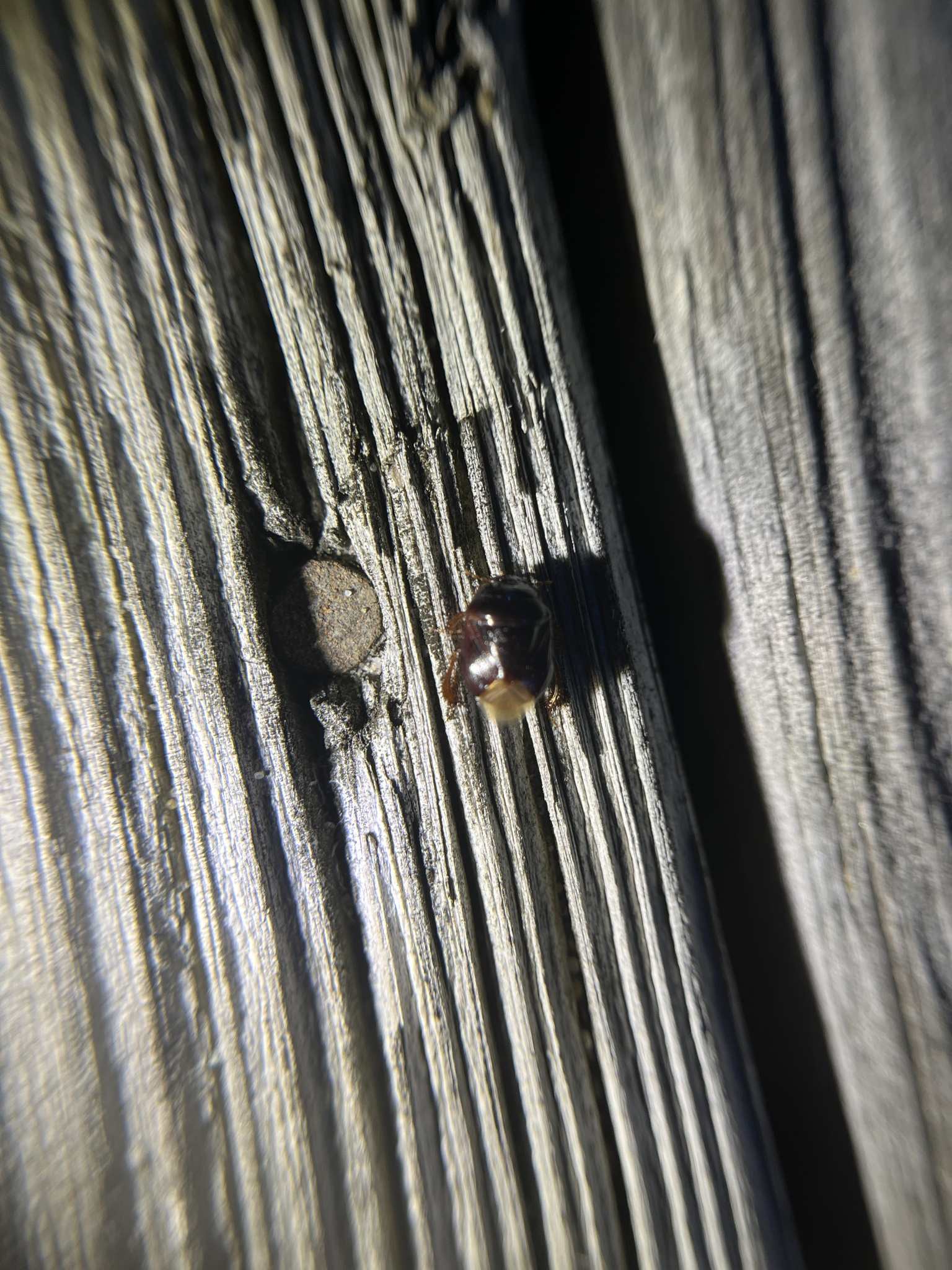 Cyrtomenus
