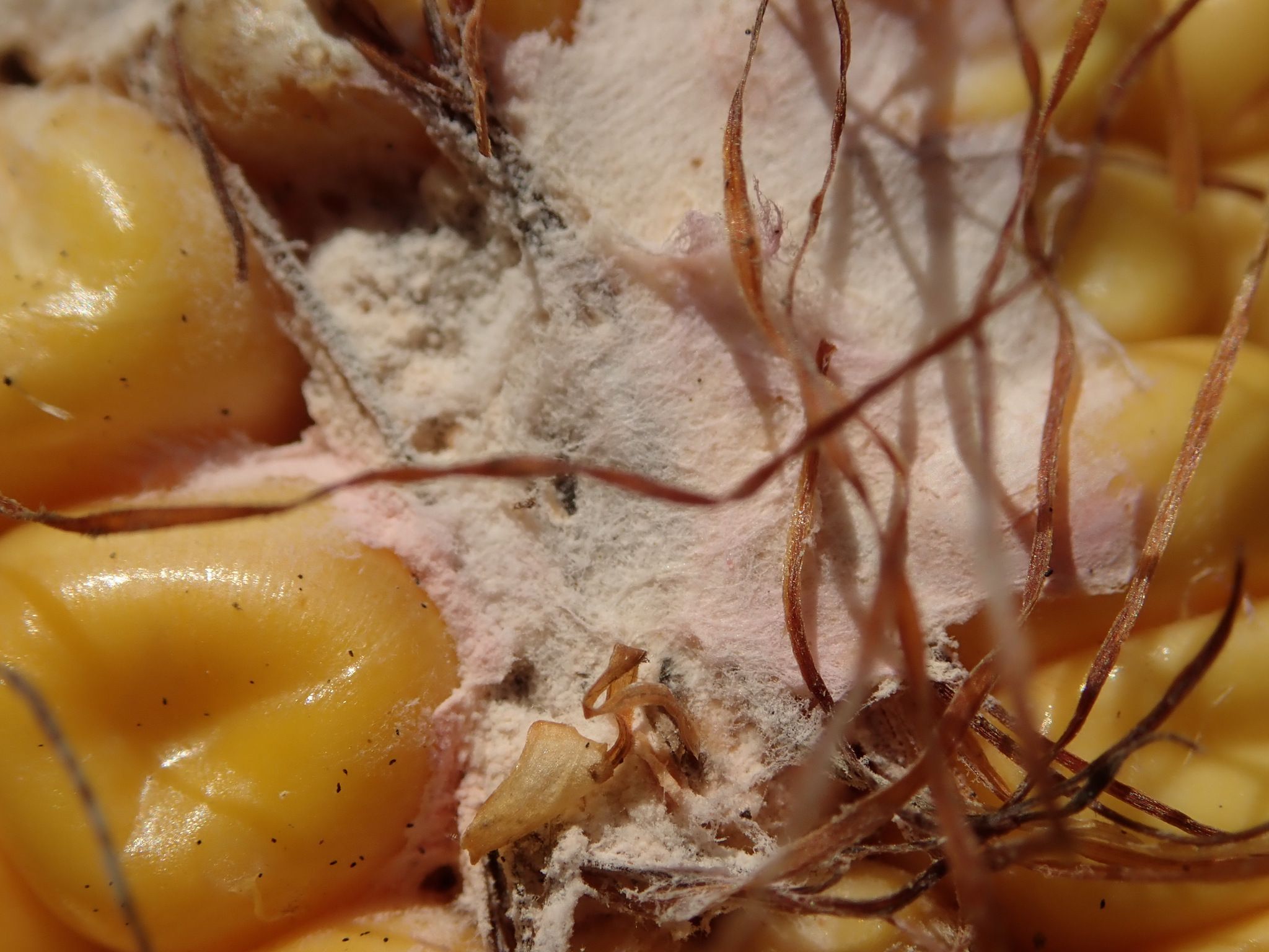 Stenocarpella maydis