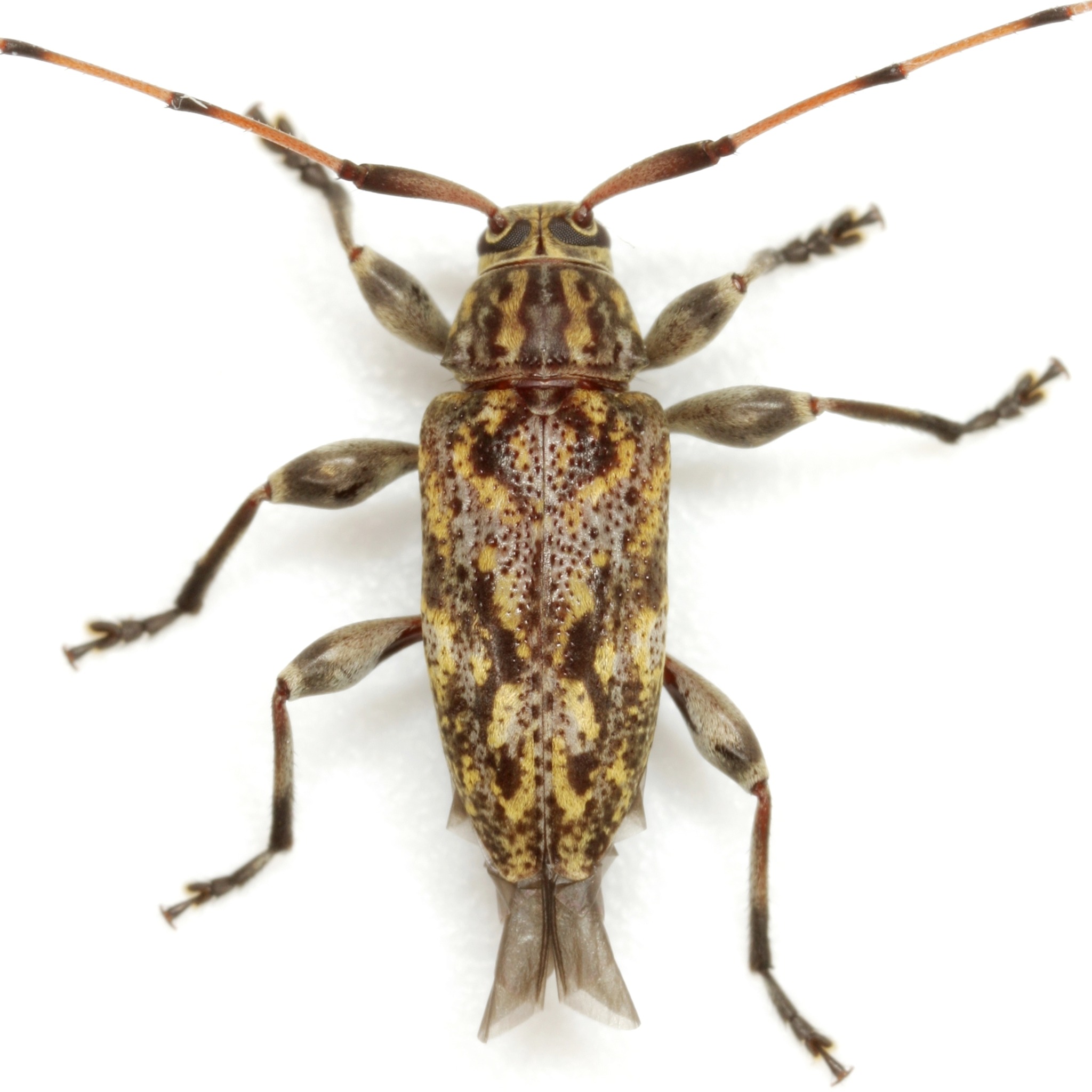 Nyssodrysina