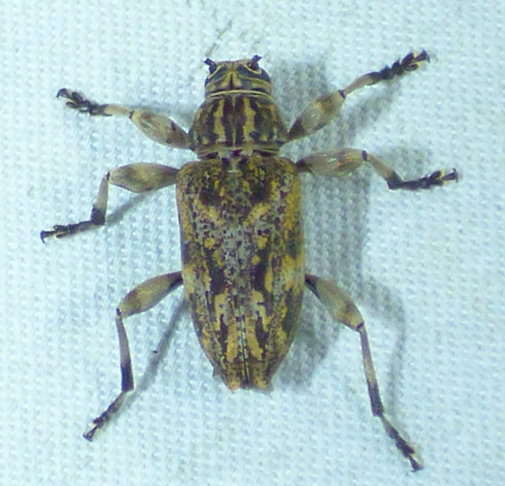 Nyssodrysina