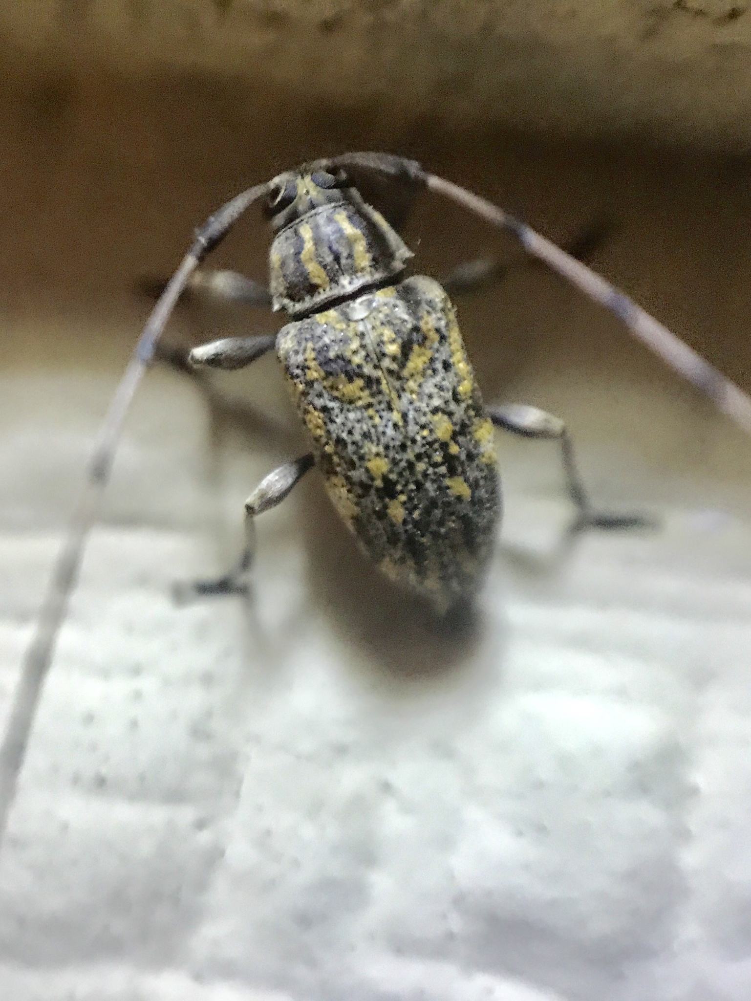 Nyssodrysina