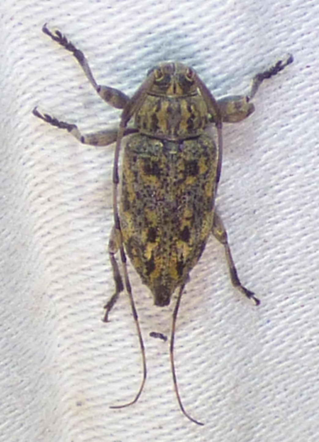 Nyssodrysina