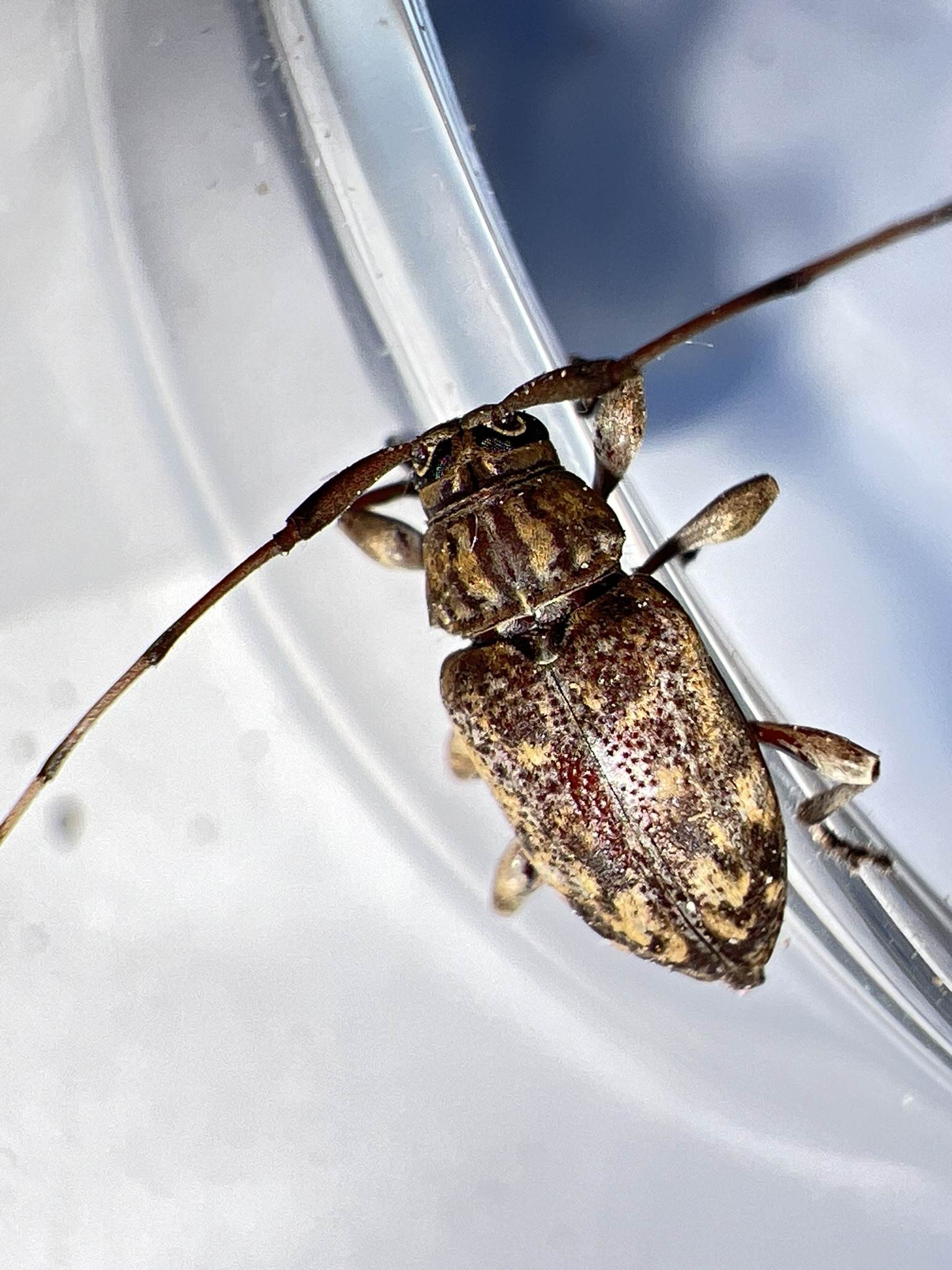 Nyssodrysina