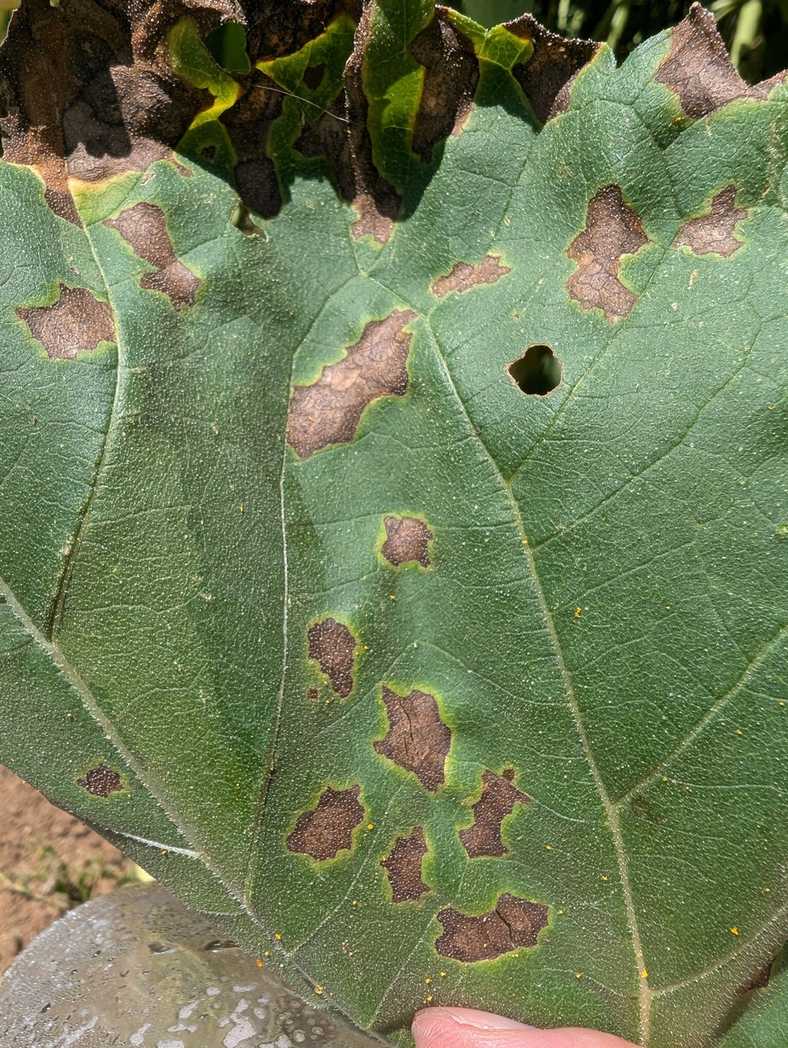 Septoria helianthi