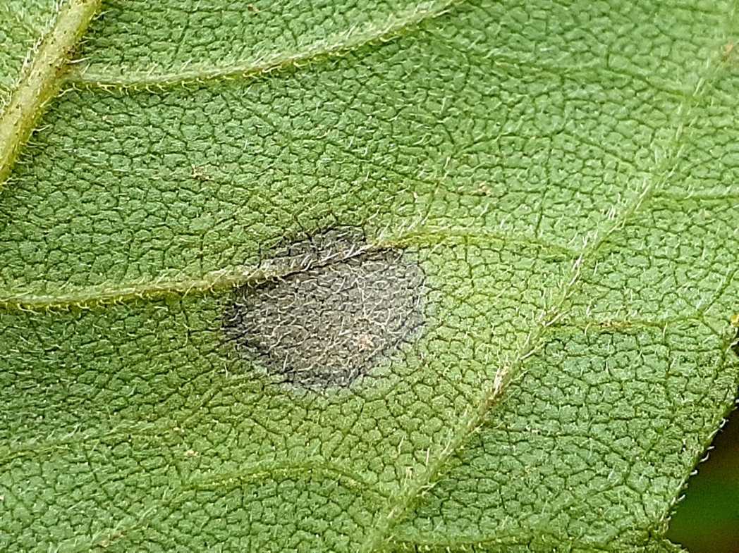 Septoria helianthi