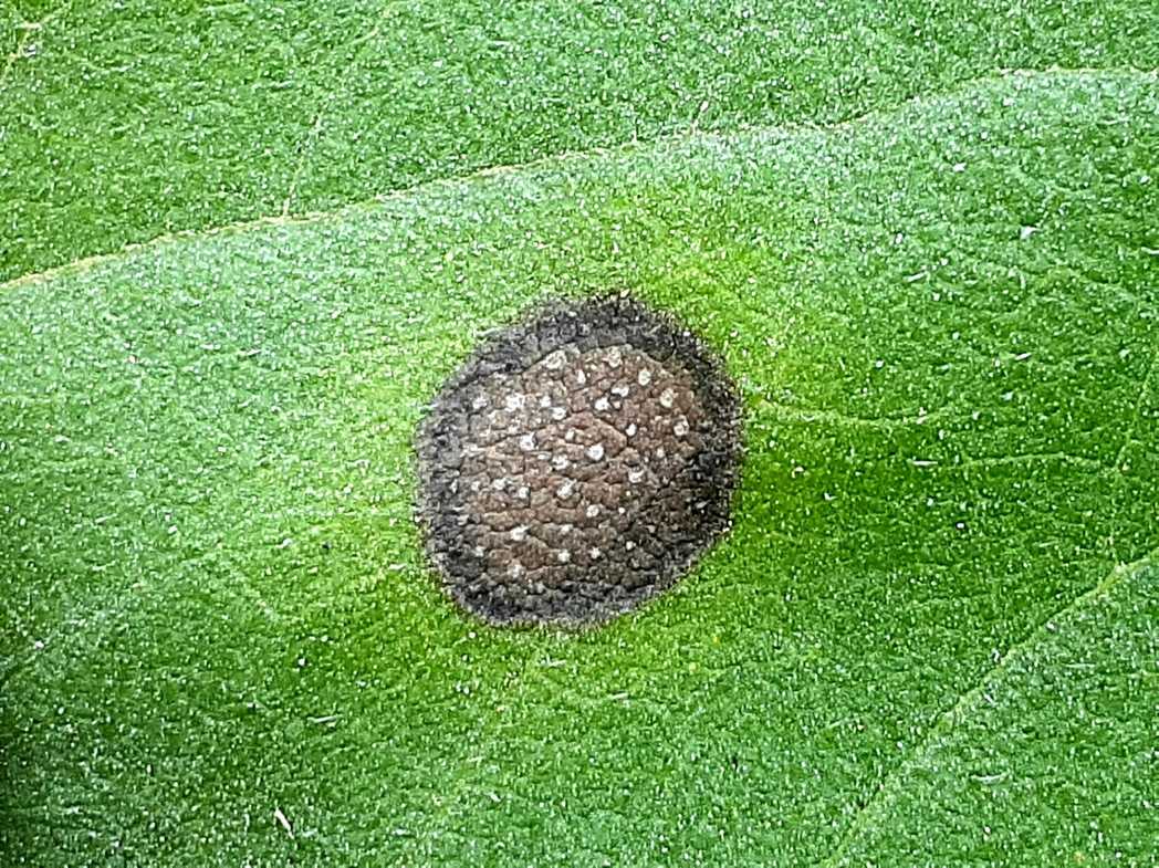Septoria helianthi