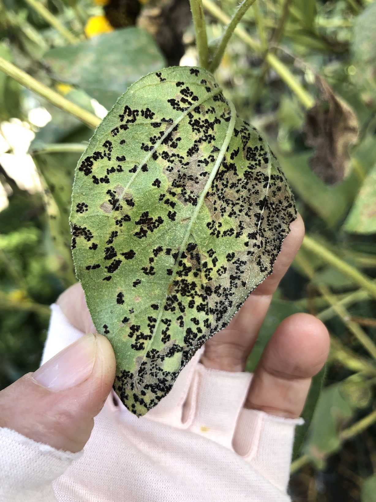 Septoria helianthi