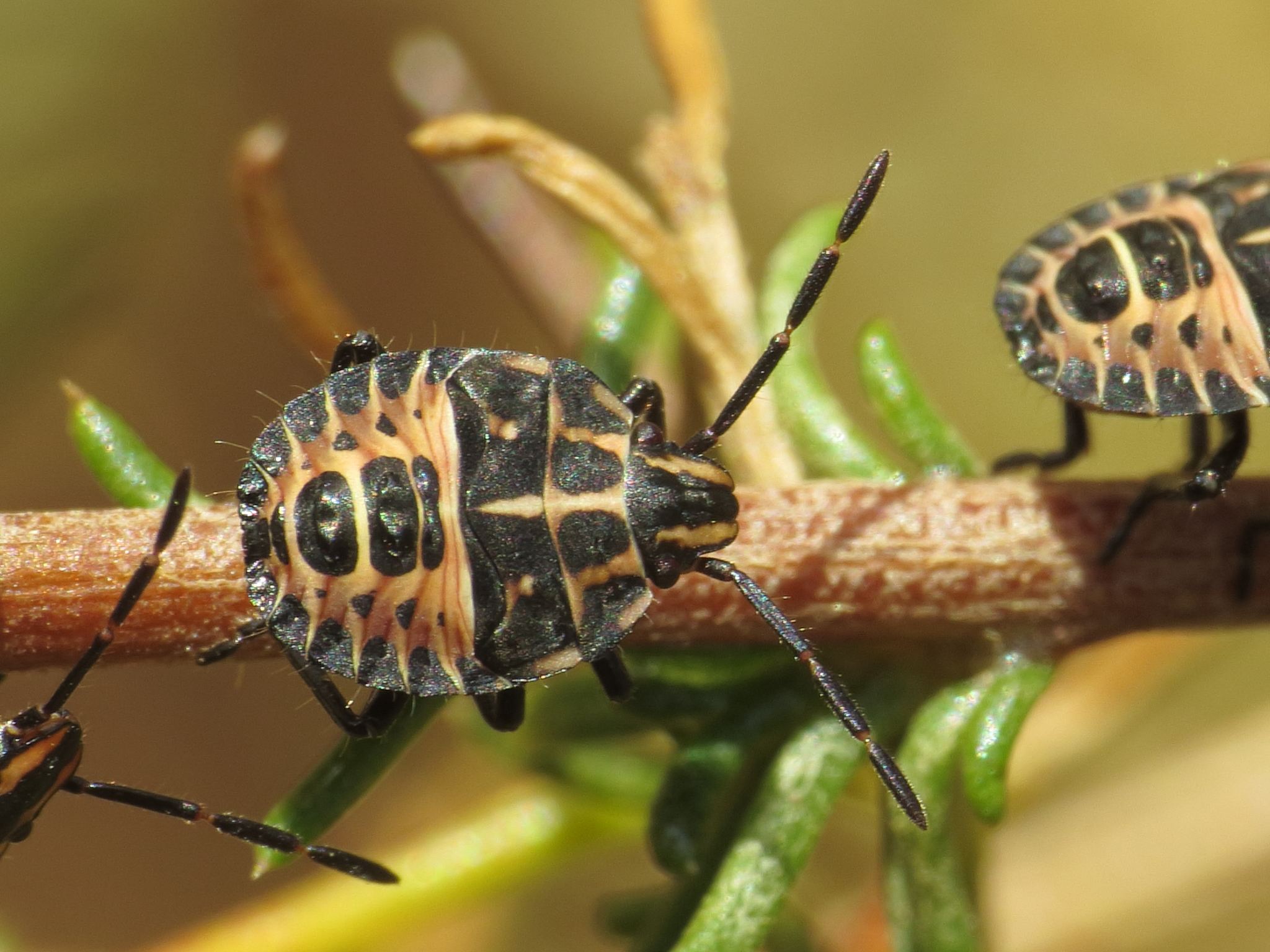 Codophila varia