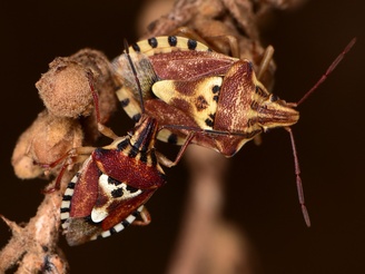 Codophila varia