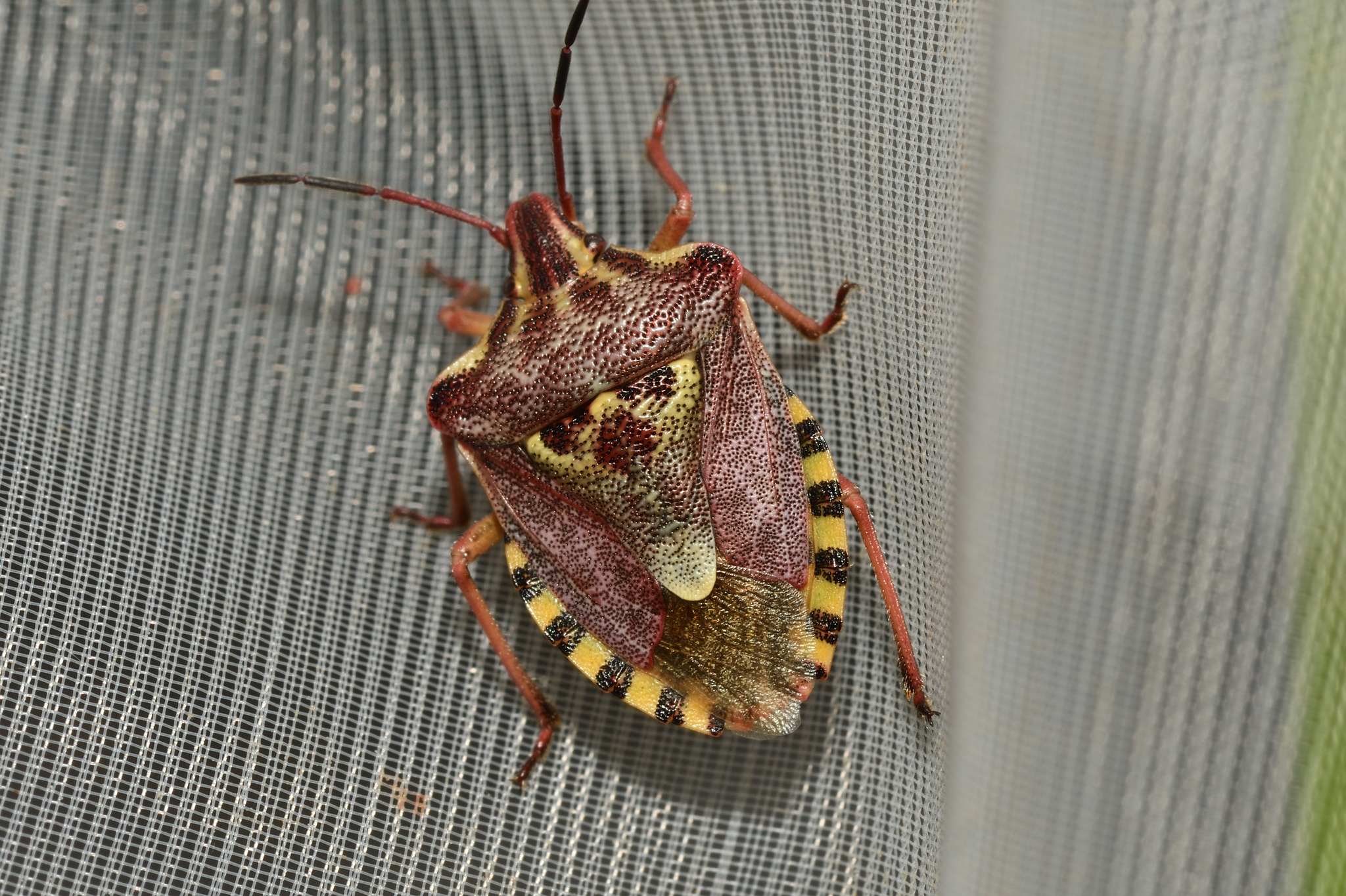 Codophila varia