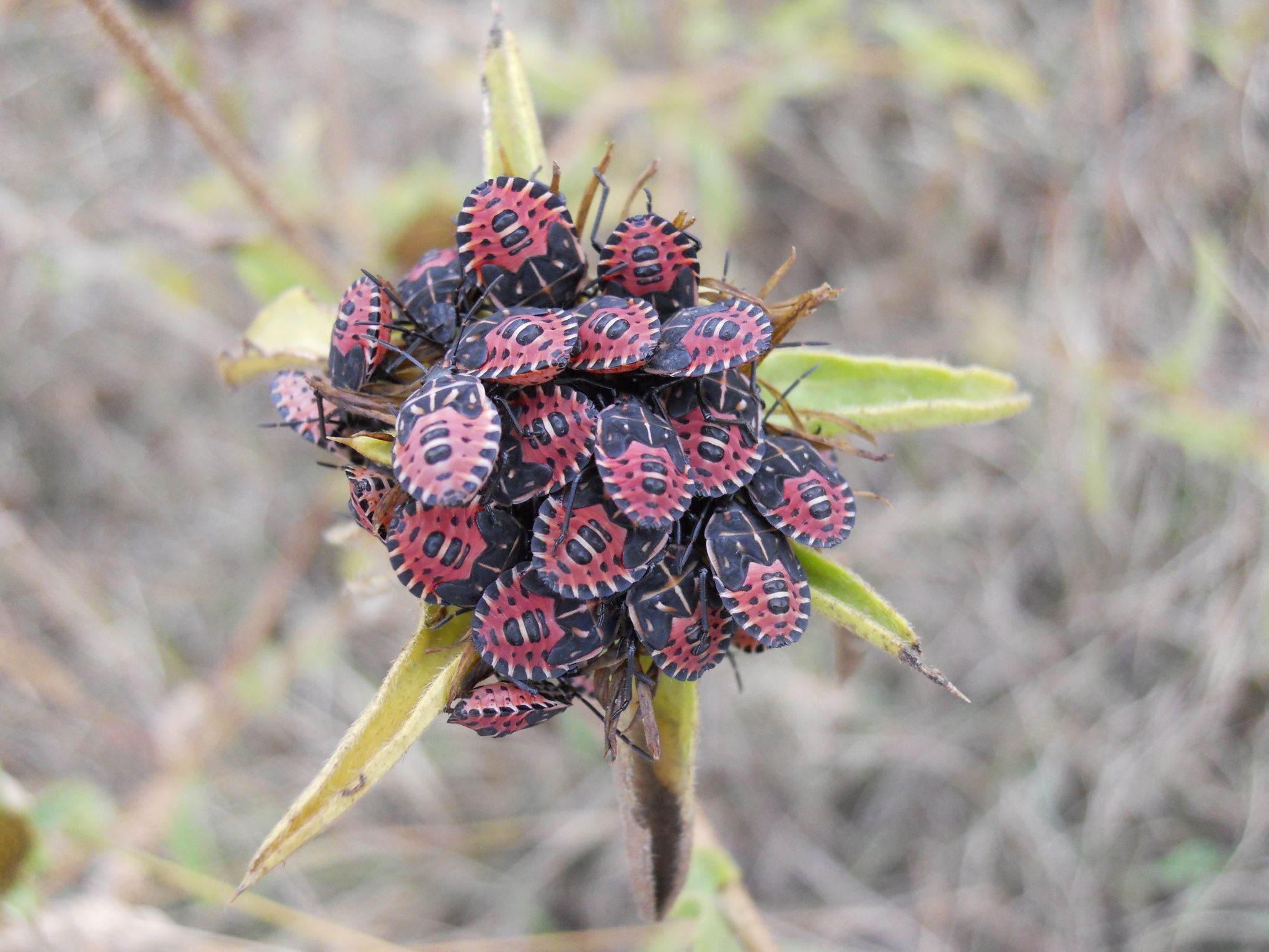 Codophila varia