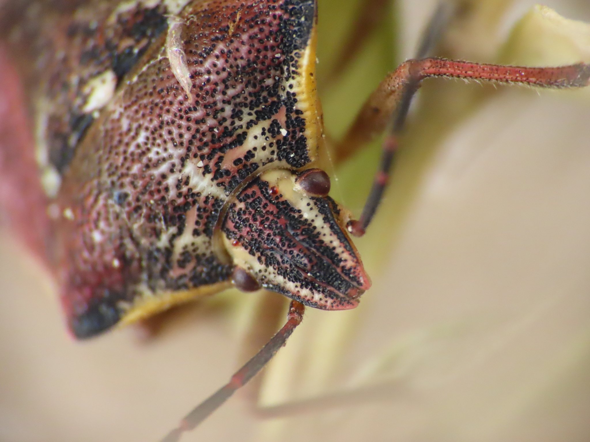 Codophila varia