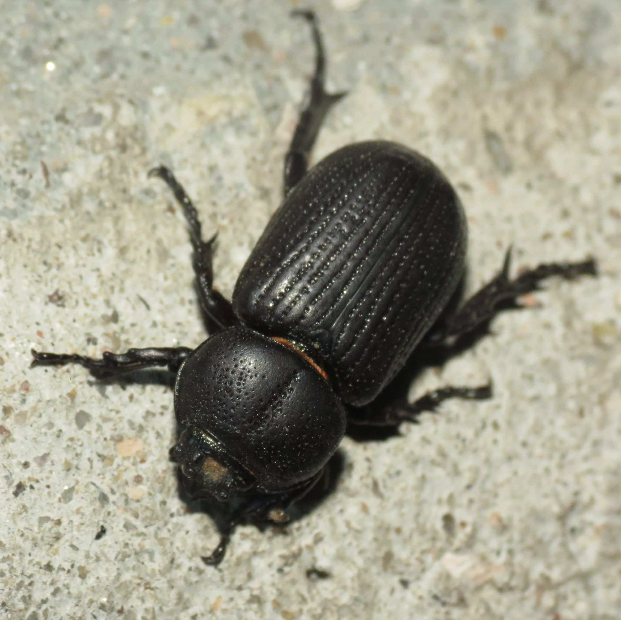 Hemiphileurus