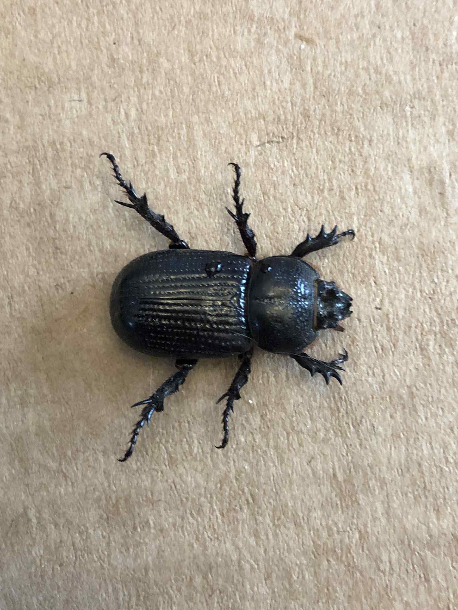 Hemiphileurus
