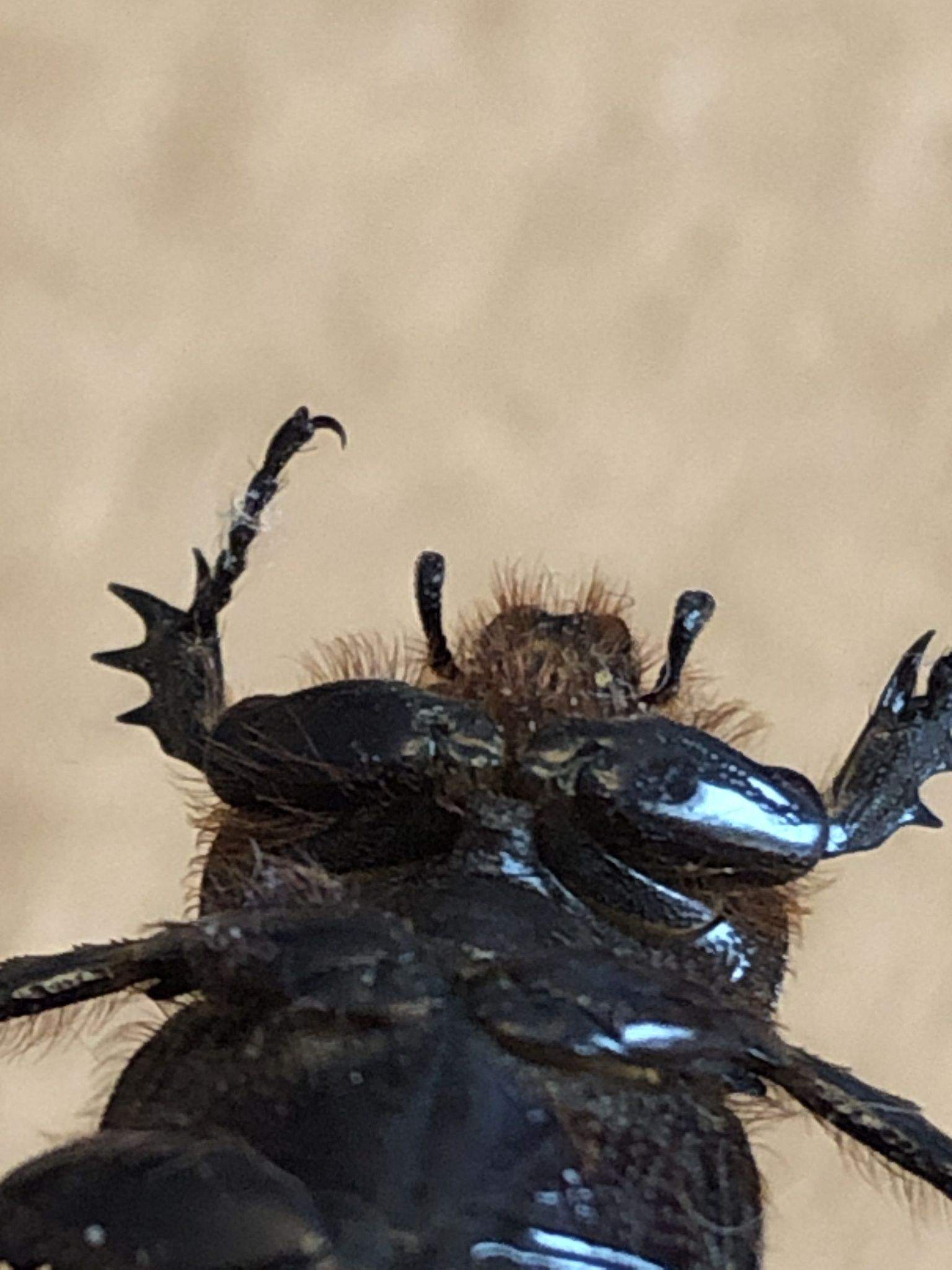 Hemiphileurus