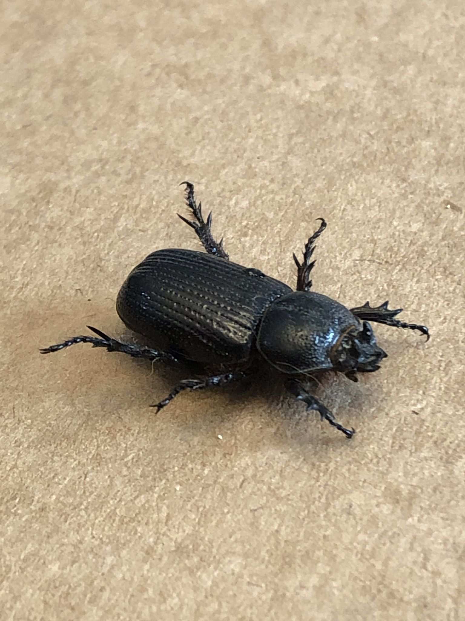 Hemiphileurus