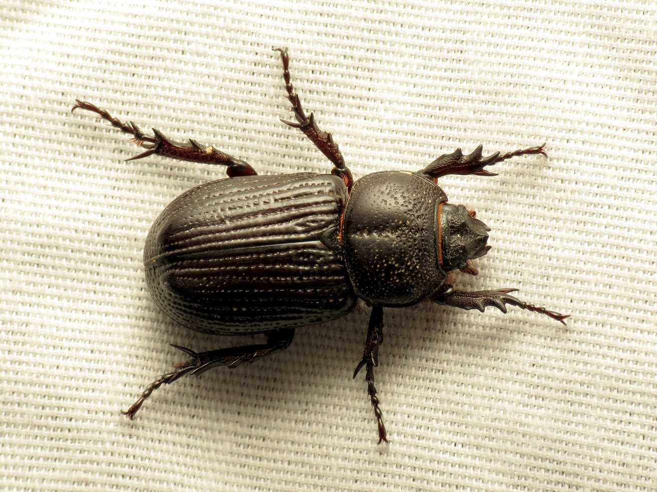 Hemiphileurus