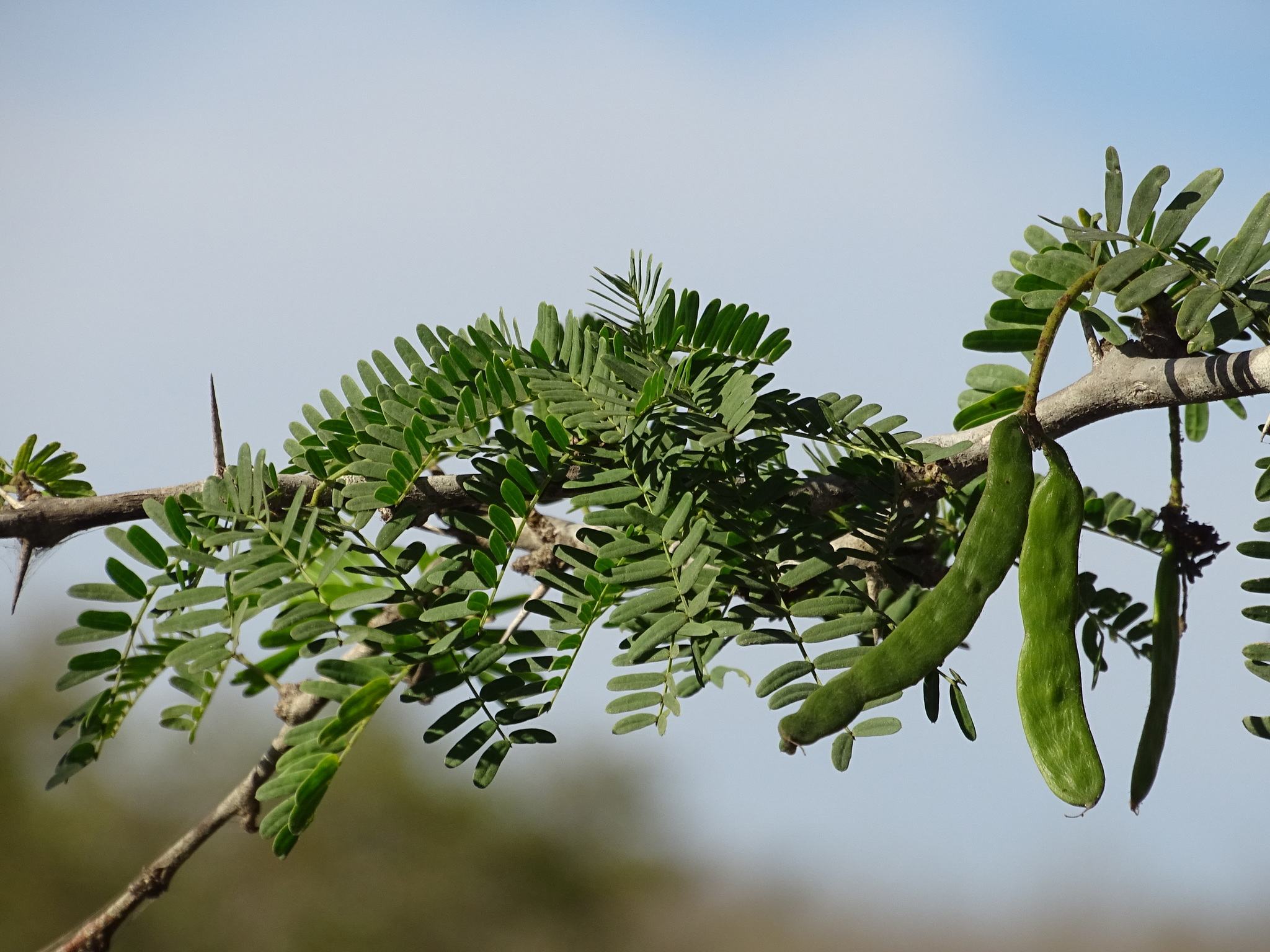 Neltuma juliflora