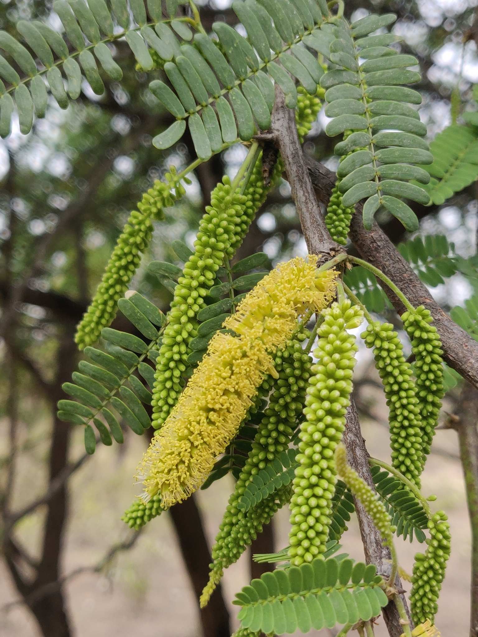 Neltuma juliflora
