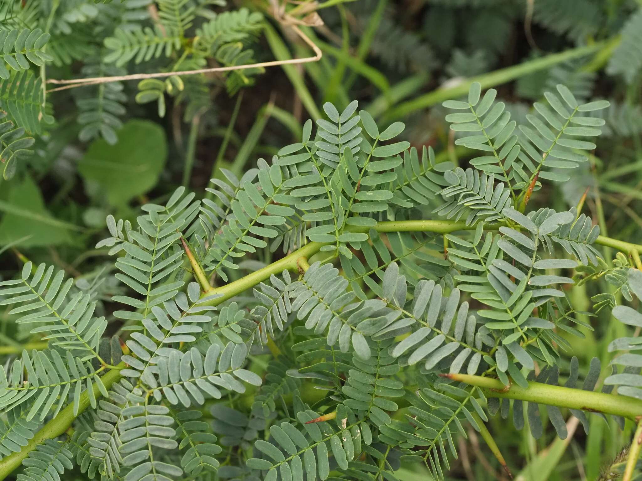Neltuma juliflora