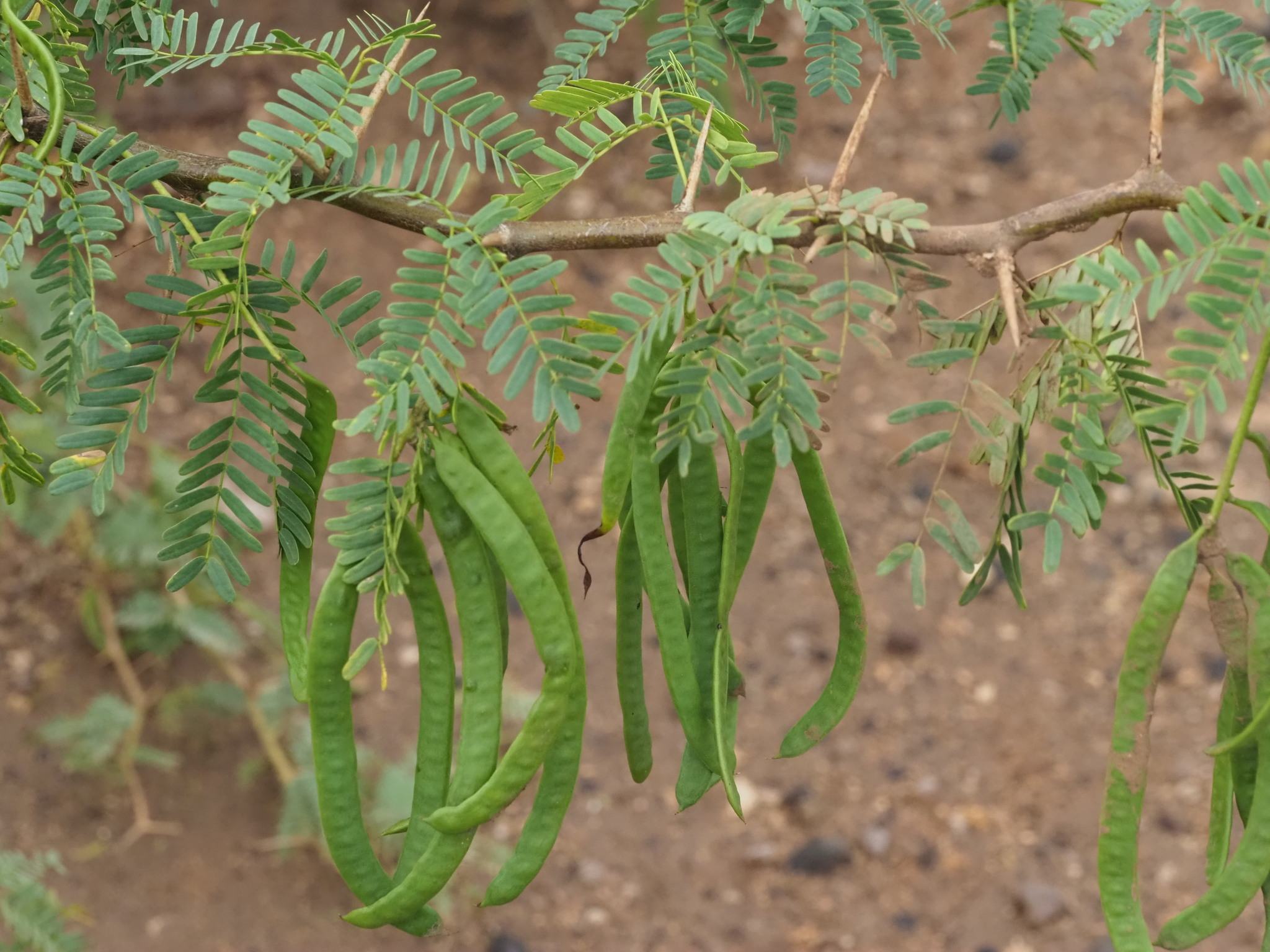 Neltuma juliflora