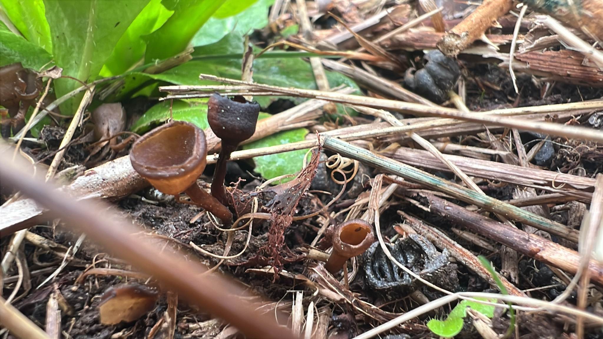 Monilinia vaccinii-corymbosi