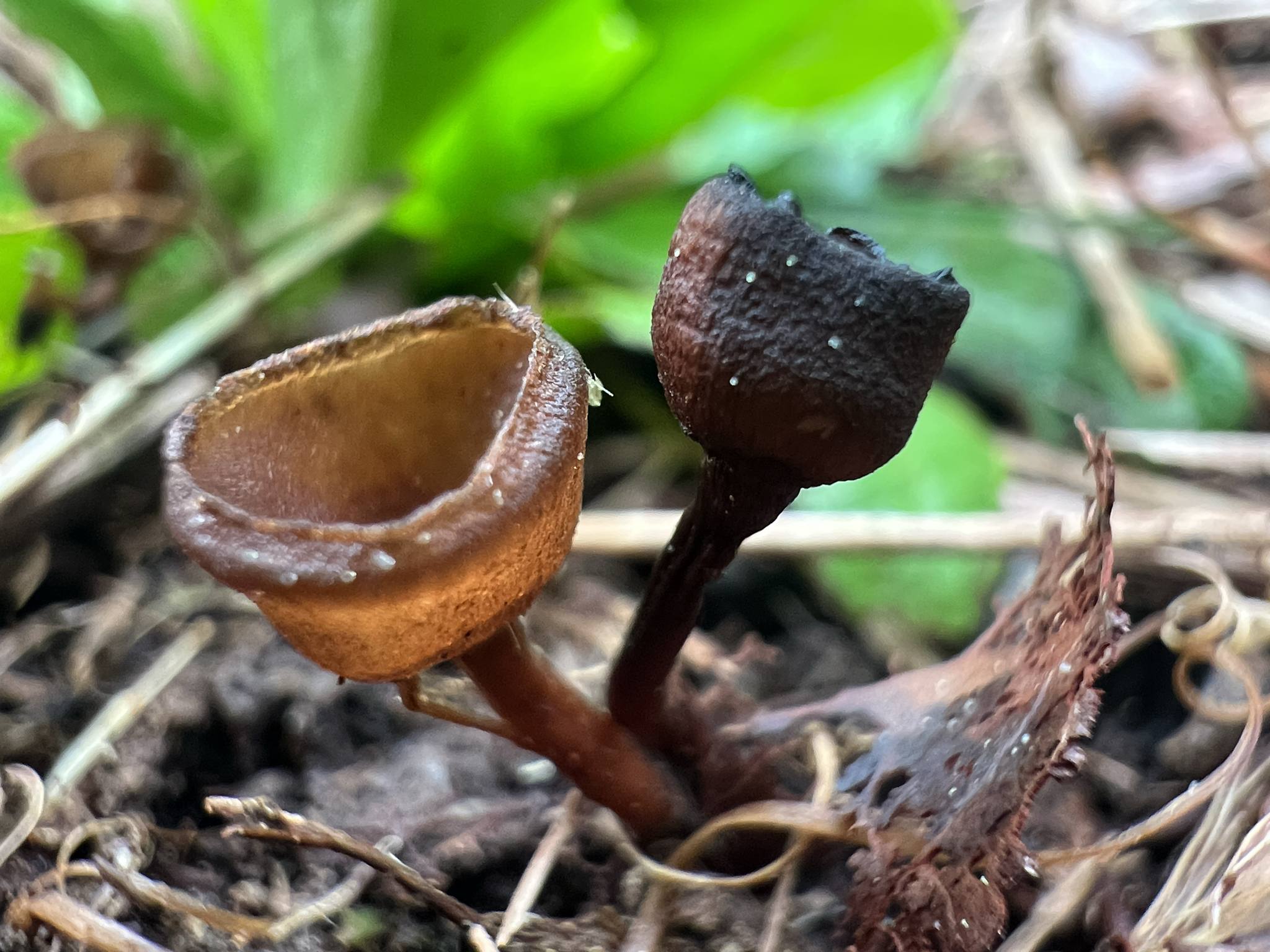 Monilinia vaccinii-corymbosi