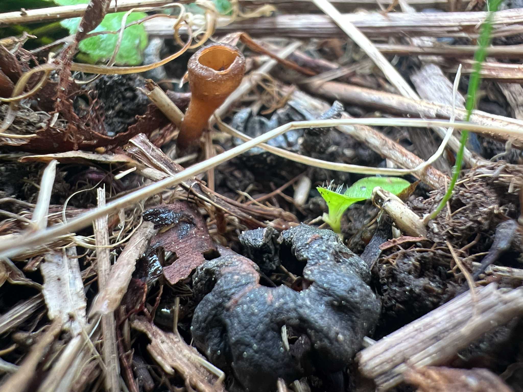 Monilinia vaccinii-corymbosi